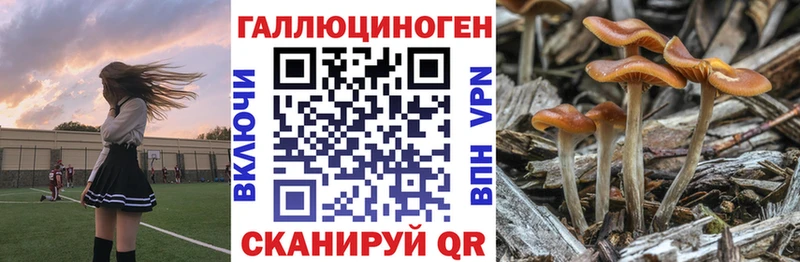 Купить где  Мыски  Галлюциногенные грибы GOLDEN TEACHER 